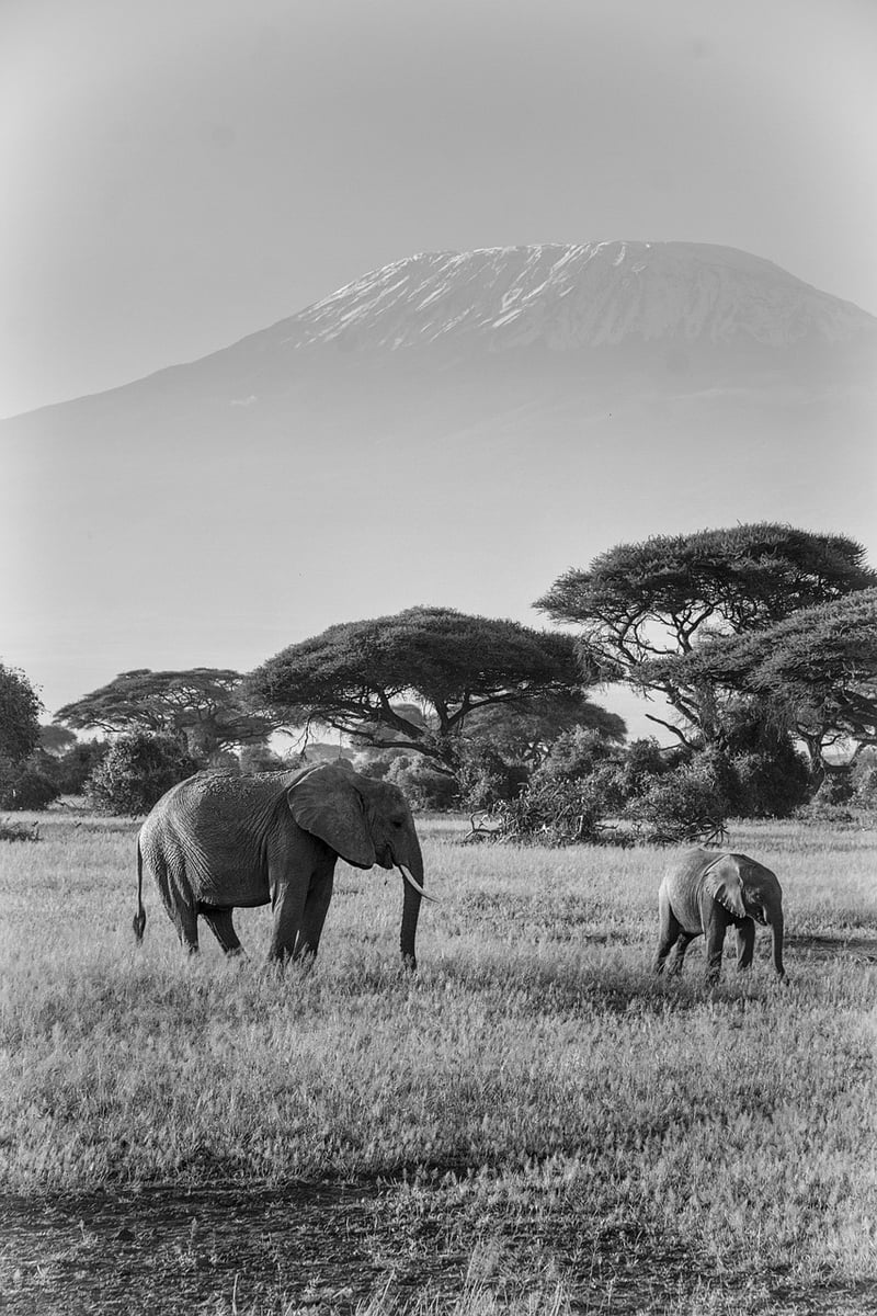 Kilimanjaro